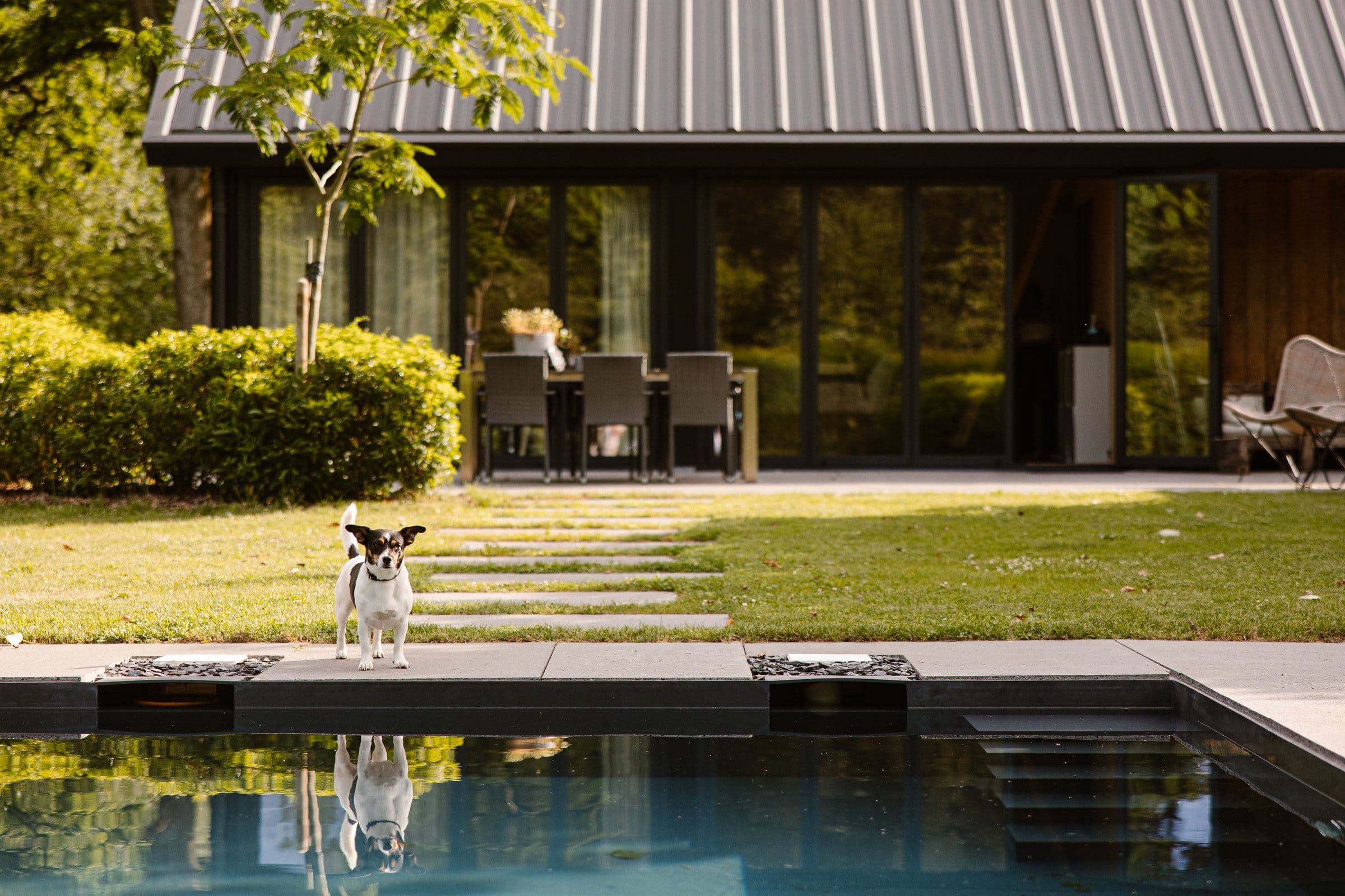 Kleine hond op de rand van een zwembad met weerspiegeling in het water, op de achtergrond een huis met grote glazen deuren en tuin
